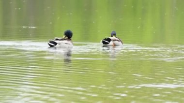 Erkek bir yaban ördeği Anas platyrhynchos suyunu suluyor. Yaban ördekleri güneşli bir sonbahar gününde gölette yüzerler. Yaban Kazları.