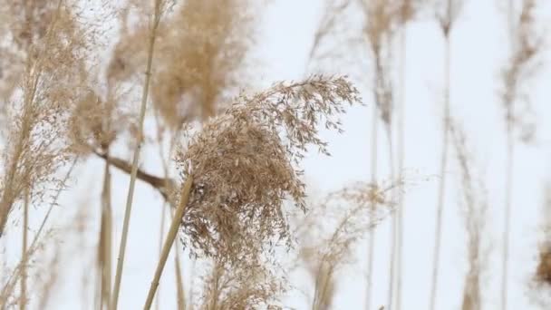青い空の終わりのある風の中のドラグダニ一般的なリードの成熟した種子を持つ花序青い空に対するドラグダニオーストラリア、クローズアップ. — ストック動画