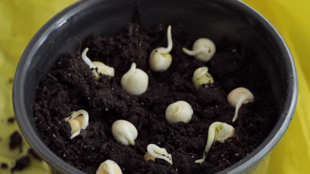 Closeup of a woman holding and planting plant grains, pea microgreens in a pot with soil mud for growing a home indoor garden. — Stockvideo
