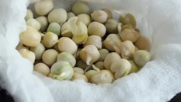 Germinated pea seeds. Pea seeds with roots and sprouts. Agriculture. seeds are ready for planting. — Video Stock