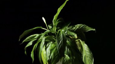 Revitalization of spathiphyllum after pouring. Indoor plants. Withered leaves of peace lily are erecting after watering . Time-lapse