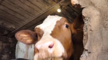 Çiftlik hayvanları. Çiftlikte küçük bir buzağı. Küçük bir buzağı kameraya bakar. Et Üretimi için çiftlik hayvanları. Hayvanları daha iyi et kalitesi için besliyorum. 4k