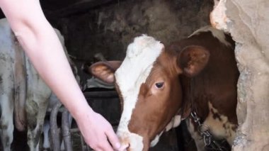 Kırmızı buzağı. Modern bir mandıra çiftçisiyle buzağı arasında hassas bir ilişki. Güneşli gün ışığı. 4k
