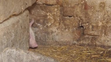 Pembe domuzcuk. Domuz çiftliğindeki domuz ahırındaki domuzlar. Modern tarım domuz çiftliği 4k