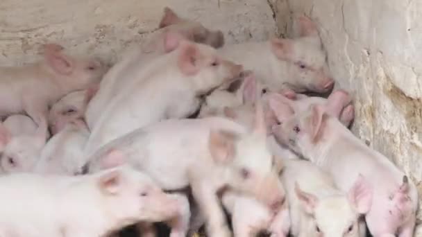 農場の庭の若い豚 豚の農場で豚 現代の農業用豚ファーム4K — ストック動画