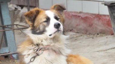Bekçi köpeği arkasına bakar, yakın plan. Bir bekçi köpeğinin portresi, özel bir bölgenin bekçisi. 4k