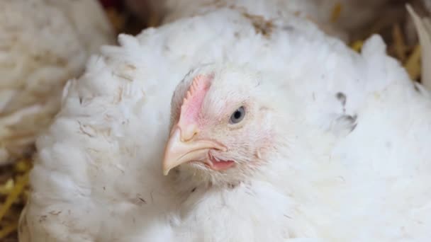 Broilerkyckling Fjäderfäfarm Närbild Kycklingproduktion Fjäderfäuppfödning — Stockvideo