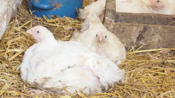 Fermă Păsări Îngrășarea Găinilor Fermă Modernă Păsări Curte Mulţime Găini — Videoclip de stoc