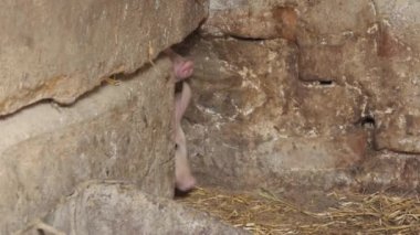 Çiftlikteki genç domuzlar. Domuz çiftliğindeki domuz ahırındaki domuzlar. Modern Tarım Domuz Çiftliği 4k