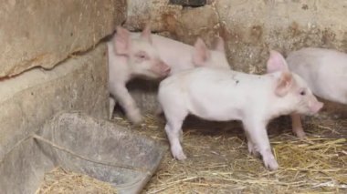 Çiftlikte koşuşturan bir sürü küçük pembe domuz yavrusu. Çiftçi domuzlar. Çiftlik hayvanları ve tarım küçük domuzları. 4k