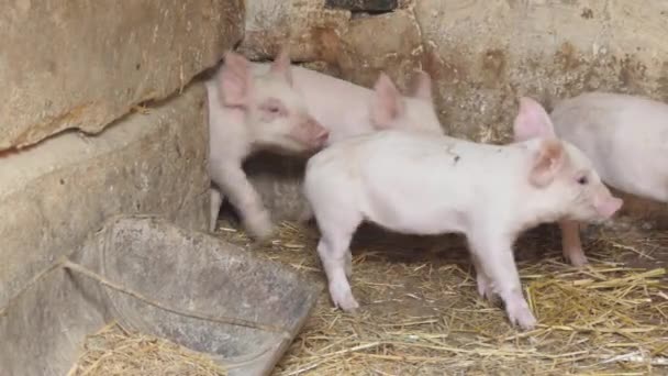 農場の周りをたくさんの小さなピンクのピグレットが走っています 養豚場だ 家畜や農業の小さな豚 — ストック動画