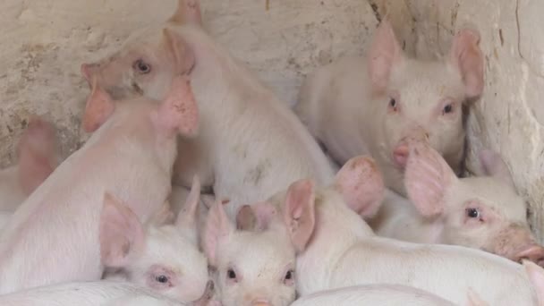 Cerdos Jóvenes Patio Granja Cerdos Una Pocilga Una Granja Cerdos — Vídeos de Stock