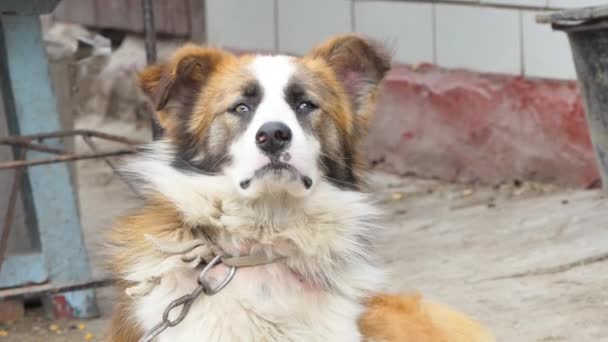 Anjing Penjaga Melihat Belakang Close Potret Anjing Penjaga Penjaga Wilayah — Stok Video