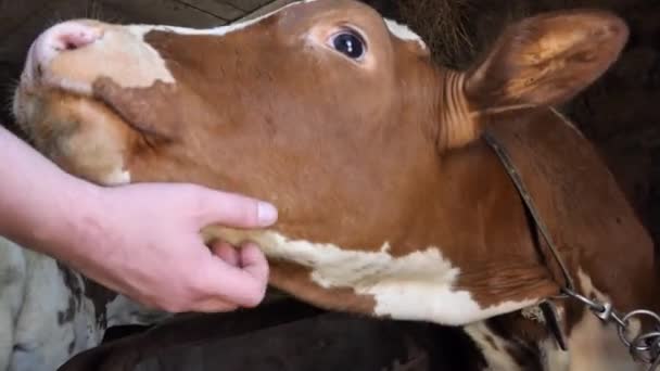 赤い子牛 農家と現代の酪農場の子牛の間の入札関係 晴れた日 — ストック動画