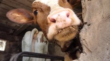 Çiftlik hayvanları. Çiftlikte küçük bir buzağı. Küçük bir buzağı kameraya bakar. Et Üretimi için çiftlik hayvanları. Hayvanları daha iyi et kalitesi için besliyorum. 4k