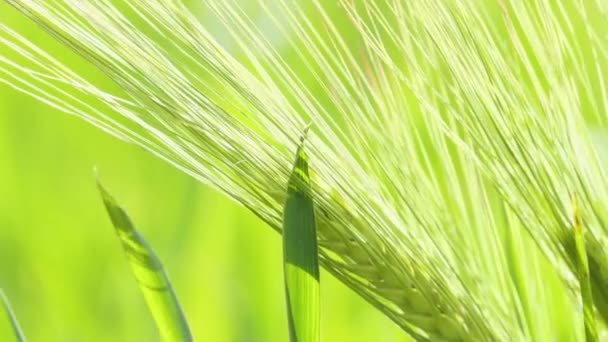 Hojas Verdes Jóvenes Trigo Campo Trigo Crece Como Pan Agricultura — Vídeos de Stock