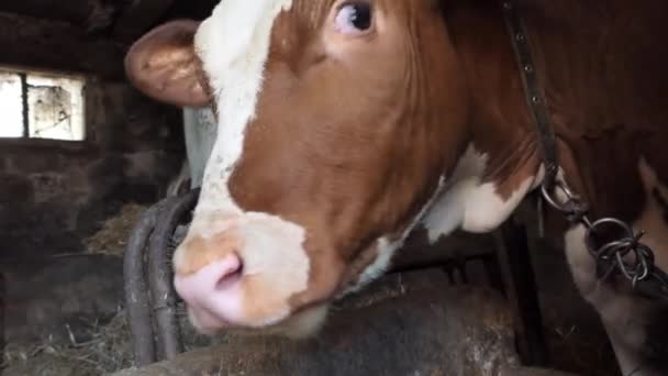 Viehzucht Kleines Kalb Auf Dem Hof Ein Kleines Kalb Blickt — Stockvideo