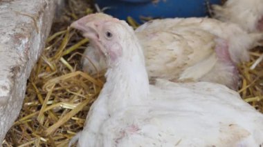 Tavuk çiftliğinde ızgara tavuk. Yakın plan. Tavuk üretimi. Kümes hayvanları çiftliği. 4k