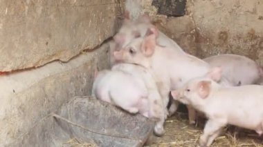 Çiftlikte koşuşturan bir sürü küçük pembe domuz yavrusu. Çiftçi domuzlar. Çiftlik hayvanları ve tarım küçük domuzları. 4k
