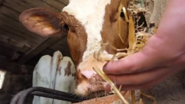 Çiftlik hayvanları. Çiftlikte küçük bir buzağı. Küçük bir buzağı kameraya bakar. Et Üretimi için çiftlik hayvanları. Hayvanları daha iyi et kalitesi için besliyorum. 4k