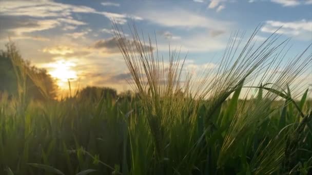 Γεωργία Ωρίμανση Καλλιεργειών Κάτω Από Τον Ζεστό Ήλιο Άνεμος Ταλαντεύεται — Αρχείο Βίντεο