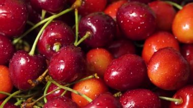 Taze sulu, ıslak, kırmızı kiraz rotasyonu. Kuş kirazı. Döngü hareketi 4K