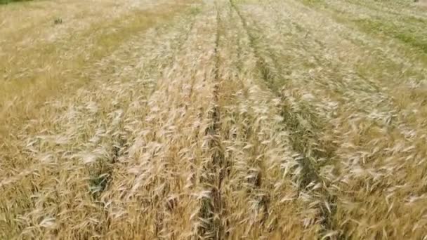 Walking Yellow Wheat Field Summer — стоковое видео