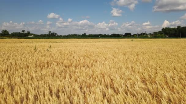 Flying Barley Field — стоковое видео