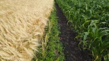 Yakın plan hava aracı yeşil buğday mısırının üzerinde uçuyor. Mısır gevreği arazisi, tarım endüstrisi. Doğal doku hareket halinde, yemyeşil buğday dalları rüzgarda sallanıyor. Organik ürünleri 4k 'de yetiştir.