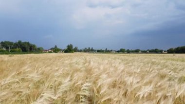 Arpa tarlasının üzerinde 4 km uçuyor.
