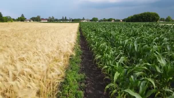 Беспилотный Летательный Аппарат Пролетает Над Зеленой Пшеничной Кукурузой Зерновые Земли — стоковое видео