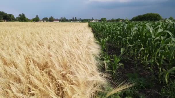 Unmanned Aerial Vehicle Flies Green Wheat Corn Grain Lands Agricultural — 图库视频影像