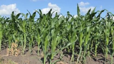 Corn Maize Agriculture Nature Field in blue sky background. Green corn field against blue sky, agricultural crop, corn cobs. 4K
