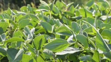 Agriculture. soybean plantation close-up field of green beans. farm business concept. soybean cultivation, vegetables, plants, biocare. agricultural farm 4k
