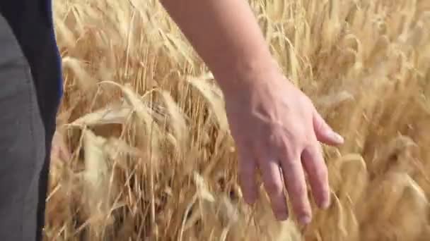 Cinematic Close Farmer Touching Ears Wheat Control Quality Grain Field — Vídeos de Stock