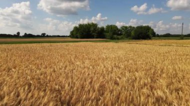 Aerial view of beautiful vast yellow field of ripe wheat plants. Drone shot of agricultural work and concept of food industry 4k