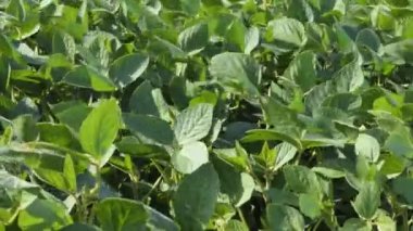 soybean soy field of green plants a general plan nature agriculture. organic farming. agriculture plantation business farm concept sunlight. soy vegetable healthy food agriculture 4k
