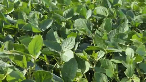 Soybean Soy Field Green Plants General Plan Nature Agriculture Organic — 비디오