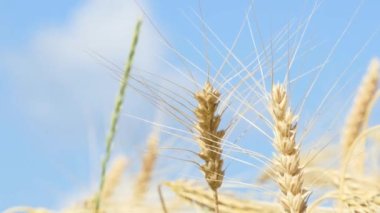 Ripe ears of wheat on the field against the blue sky. Close-up. 4k