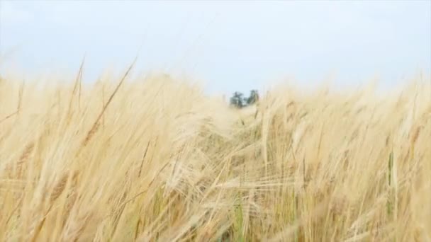 Farmer Wheat Field Agriculture Ears Golden Wheat Sunset Harvesting Fertile — Vídeos de Stock