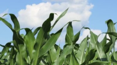 Corn Maize Agriculture Nature Field in blue sky background. Green corn field against blue sky, agricultural crop, corn cobs. 4K