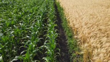 An unmanned aerial vehicle flies over green wheat corn. Grain lands, agricultural industry Natural texture in motion, lush spikelets of wheat fluttering in the windCollect organic crops in the field4k