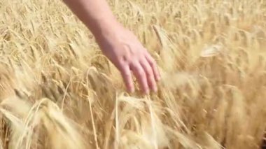 farmers hand. a male farmer working in the field inspects the harvest of mature wheat in natural farming. the concept of harvesting in agriculture. farmers hand touches ripe wheat 4k