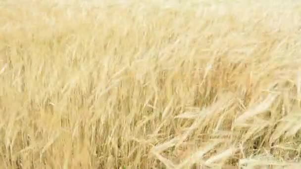 Field Ripening Wheat Blue Sky Spikelets Wheat Grain Shakes Wind — Stockvideo