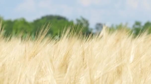 Field Ripening Wheat Blue Sky Spikelets Wheat Grain Shakes Wind — ストック動画