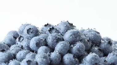 Yabanmersininin ayrıntıları. Makro taşıma şutu. Yakın plan, Üst Manzara. Bataklık yaban mersini, bataklık yaban mersini, kuzey yaban mersini veya batı yaban mersini Aşısı uliginosum 4k