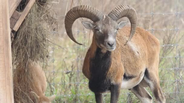 Carneiro Selvagem Com Grandes Chifres Animal Natureza Intocada Mouflon Floresta — Vídeo de Stock