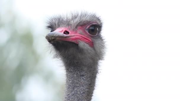 Burung Unta Afrika Sebuah Peternakan Burung Unta Tanah Semi Gurun — Stok Video