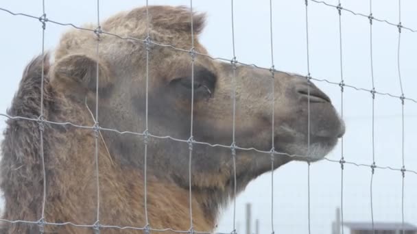 Bactrian Camels Enclosure Zoo — Stock Video