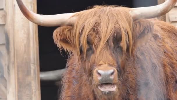 Highland Boskap Kyloe Skottland Skotska Höglandet Storbritannien — Stockvideo